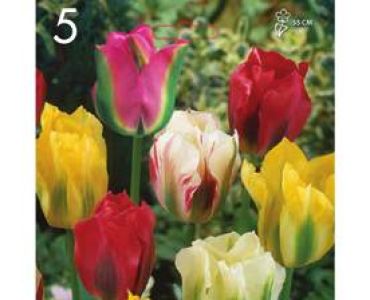 Лале Viridiflora Mix 1 оп (5 луковици)